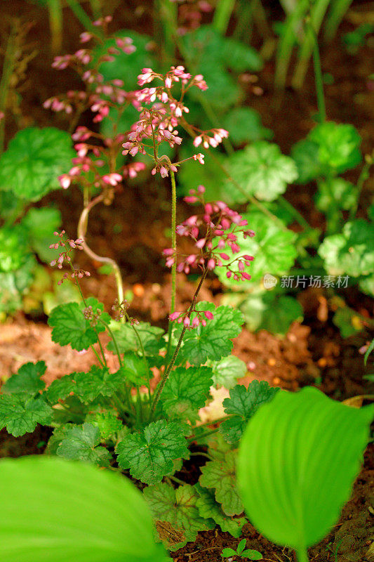 Heuchera /珊瑚钟